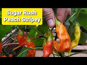 Pepper Origins 🌶 Sugar Rush Stripey - Peach Red Stripped Aji Variety! Excellent Flavor Mild Heat!