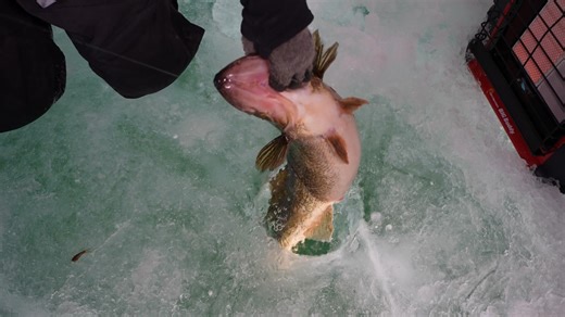 Introducing the ICE XPLORE MEGA Live 2 Bundles! 🙌 #Humminbird Unmatched ease of use meets next-gen clarity with our latest bundles. ICE XPLORE fish finders break down any lake with 13,000 LakeMaster® VX maps, waypoint management made for ice anglers, and a ridiculously good-looking screen. They pair perfectly with MEGA Live 2 forward-facing sonar, giving you the next-gen clarity to track your bait and zoom in on targets in real time. #ICEXPLORE #MEGALive2 Learn more about these bundles 👉 https
