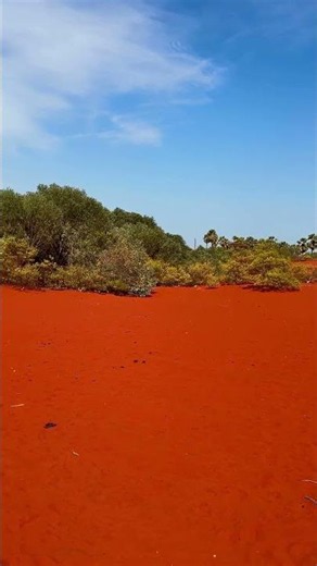 Have you seen this RED FOREST #nature #travel #adventure #explore #forest #trending