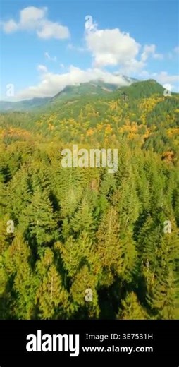 Stunning autumn landscape in Canada. Aerial view of colourful forest on mountain slopes near the Harrison Lake, British Columbia. Shot by FPV drone Stock Video Footage - Alamy