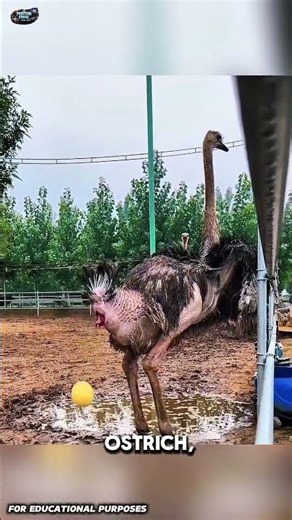 Biggest Eggs Ever Laid 🥚😱 | From Kiwi to Elephant Bird #usa #facts #didyouknow #wildlife #nature#fyp