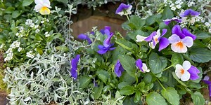 A little spring whimsy