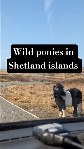 Only in Shetland...wild ponies... #shetland #shetlandislands #scotland #scottishislands