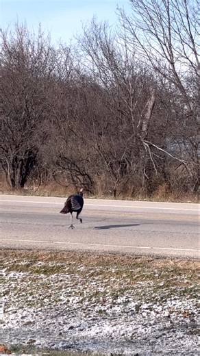 Wild turkey cross the road! | #shorts #turkey #wildlife #animals