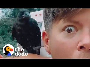 Crow Brings His Favorite Guy A Gift | The Dodo Soulmates