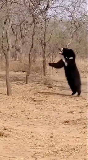UNEXPECTED Ending: Tiger vs Sloth Bear 😱 #Shorts