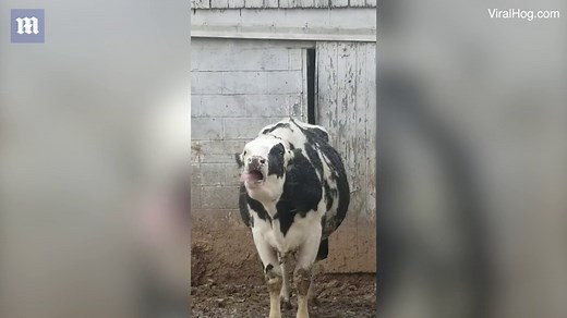 Milking it! Cow attempts to catch snowflakes on its tongue