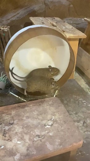 Degus Running on Wheel