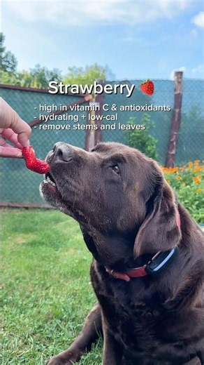 Summer treats for dogs 🍓🍏🥒