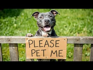 Dogs Finding Best Friends in the Most Adorable Ways (2025)