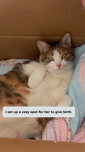 Rescuing a Pregnant Stray Cat#rescuevideo #rescuecat #straycat #cat #074