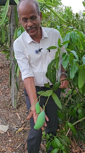 You can only protect mangoes with a protection bag! #mango #mangovarieties #fruitfarming