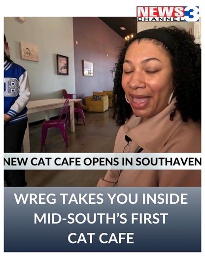 WREG’s Mike Suriani visited this unique new business and talked with visitors who wanted a close up look at what the Fancy Cat Cafe has to offer—loads of furry felines up for adoption. Go inside the new cat cafe: https://wreg.com/news/mid-souths-first-cat-cafe-is-now-open-in-southaven/ | WREG News Channel 3