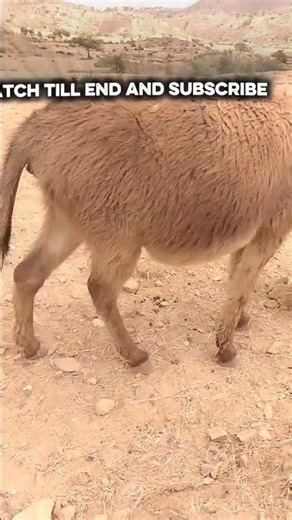 Donkey Grazing Grass in the Field | Peaceful Farm Animal#Donkey #DonkeyG #AnimalShorts 🫏🌿