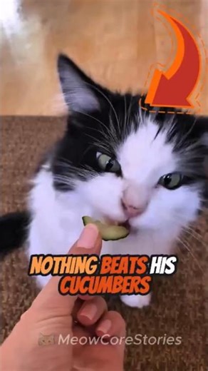 This cat loves cucumbers! | Can you tell which are cucumbers?🥒😂🐾 #shorts