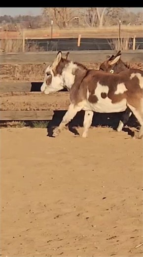 These mini donkeys aren't so mini😄❤️ #youtubeshorts #funnyanimals #animals