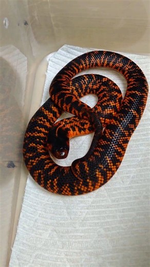 Check out this very rare Australian venomous snake the collett's snake. #venomman20 #venomous #snake #collettssnake #australia | Venomman20