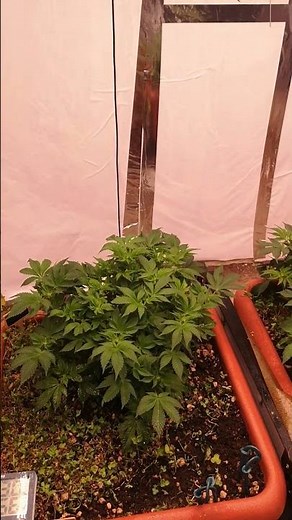 White Widow – Mid Bloom Week 2 🌸 Before Defoliation & Training!