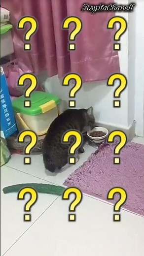 Cats and Cucumbers: A Shocking Reaction! 😹🐱 #scaredcat #timun #cucumber #funnyjumping