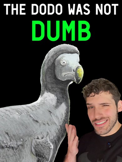 The Dodo Was Not Dumb #dodo#dodobird#extinct#extinction#extinctanimals#paleontology#mauritius #sciencefacts#funfact#naturalhistory#history#conservation#didyouknow#themoreyouknow#learnontiktok