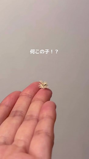 家の天井にカビが生えたと思ったら生きててびっくりしましたㅋㅋㅋ😂 この生き物知ってる方いらっしゃいますか？🌼 ハゴロモの幼虫ですか？🤔 #不思議な生き物 #花の形をした虫 #ハゴロモの幼虫 #虫 #羽 #蛾 #昆虫 #蝶々 #可愛い #可愛い動物