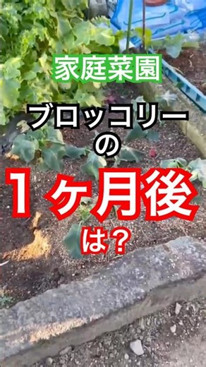 [Broccoli 🥦 is growing despite the cold weather.