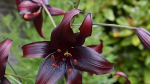16 Types Of Black Lilies