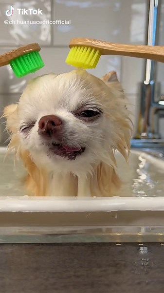 Bonding Moments: Toothbrush Massage and Bath Time with My Chihuahua