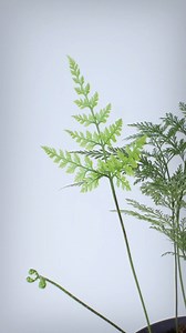 Davallia fejeensis 'Plumosa' I was really hoping to see the frond develop super lacy like the existing ones but, of course, different growing conditions mean potentially different leaf structure 🌱 @houseplantjournal This was just the first new frond and you can see several more emerging as this one matured - I'm excited to capture more time lapses of this plant! #houseplantjournal #hpjtimelapse #planttimelapsevideo #newfronds #davallia #davalliafejeensis #davalliafejeensisplumosa #plantmaven | 