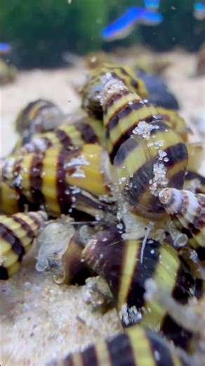 Assassin Snails — Natural Way to Get Rid of Pest Snails