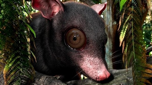 Fossils from giant possum-like mammal that lived 60 million years ago found in Texas