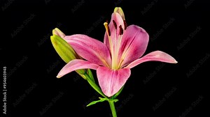 Time lapse footage of red Lycoris radiata spider lily magic lily equinox flower or higanbana growing blossom from bud to full blossom isolated on black background, 4k video, close up b roll shot.
