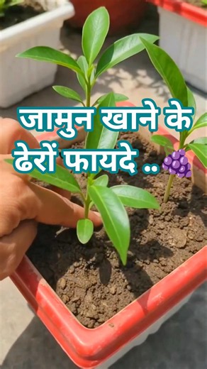 How To Grow Jamun From Seed/Jamun From Seeds 🌱#shorts #viral #jamun #viralshorts #fruit