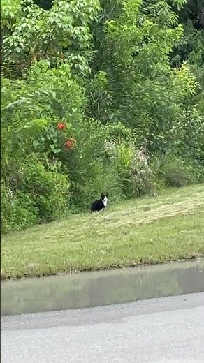 Found another wild kitty cat 🙀🐱at the park