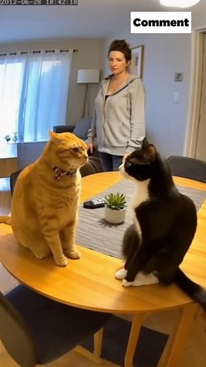 Two Cats Arguing 😂🐾 #FunnyCats #PetComedy #FunnyVideo | Animal Stories