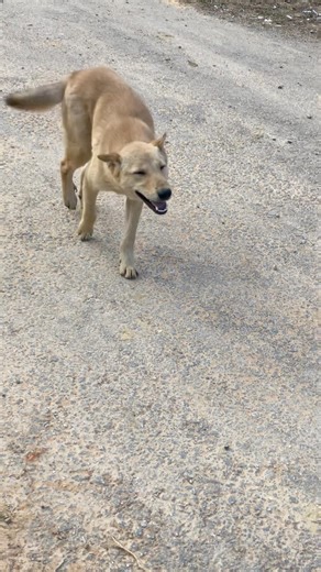 Quá dễ thương #chócỏ #chótrungthành #dog#cute #cutedog