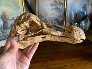 Replica Dodo Skull Raphus Cucullatus - Etsy UK