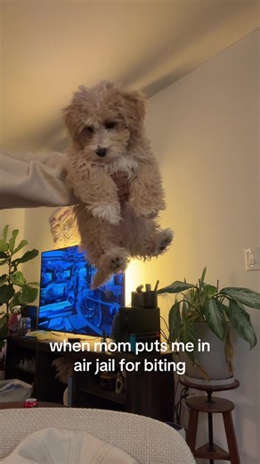 Cockapoo Puppy Biting: Tales of Mischief and Love