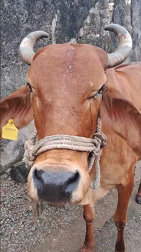 The Incredible Life of Cows: A Deep Dive Into Their World