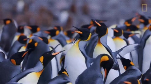 Penguins: Masters of the Sea with Solid Bones