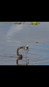 7.4K views · 127 reactions | I said no side salad! ⭐️ Anhinga  March 2024Christmas, FL  @sonyalpha α1  Sony FE 200-600mm #floridaexplored #anhinga #naturallight #sonya1 #birdphotography #birding #sonyalpha #birdlovers #bestbirdshot #bb_of_ig #best_birds_of_ig #feather_perfection #wildlifephotography #birdlife #photography #lovefl #floridaphotography #naturephotography #outdoors #fish #fishing #floridalife | Images By John Delhotal | Facebook