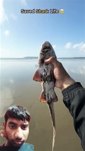 People gave the shark a hood to kill it. 🦈#fishing #fish #beach #nature #shark #ocean