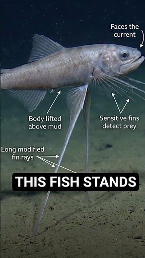 This Fish Stands on the Ocean Floor