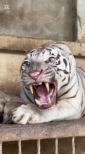 small to big transformation animals #animals #animalkingdomusa #amazinganimals #usa #shorts #short