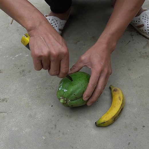 1K views | Phần 2 của US Europe Viral Gardening Papaya + Banana High-Yield Method | H&H Balcony & Garden | Facebook