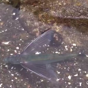 567K views · 3.7K reactions | WOW! These animals are fast!!! | Scuba Diver Life | Facebook