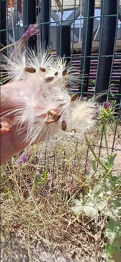 How to harvest milk thistle seeds