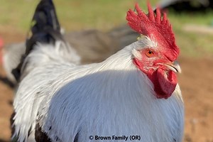 Dorking Chicken - Breed Profile - Backyard Poultry