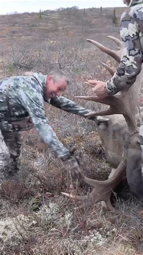 Billy Molls on Instagram: "Watch your nuts!!! . . . #hunting #alaskahunting #moose #moosehunting #alaskaadventure"
