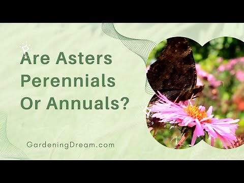 Are Asters Perennials Or Annuals